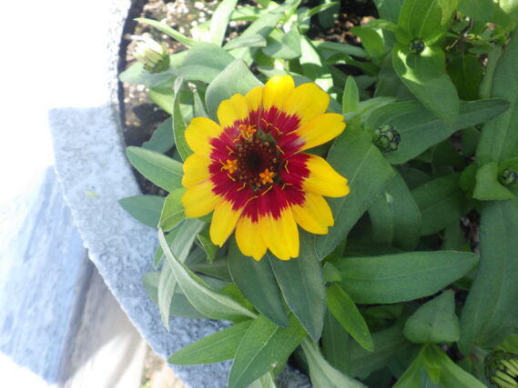 7月4日のまんなか広場コンテナのジニアの花