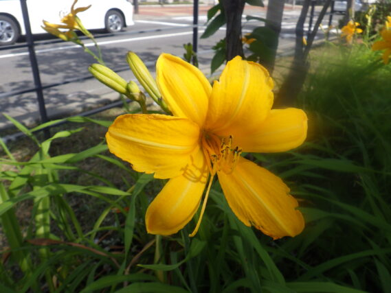 ヘメロカリス「カートホイールズ」の花
