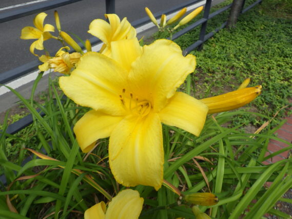 ヘメロカリス、マリートッドの花