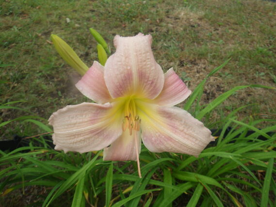 ヘメロカリス、ホットトゥデイの花