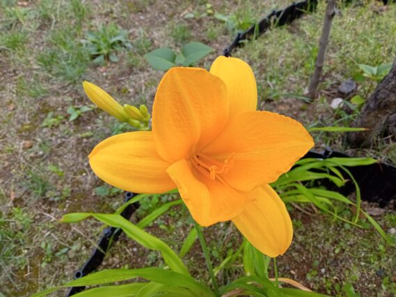 ヘメロカリス「黄河」の花