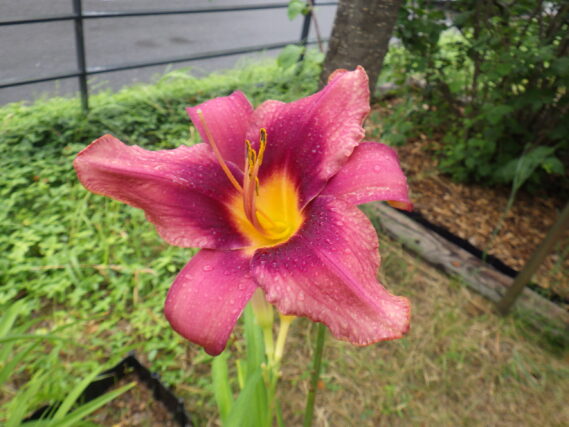 ヘメロカリス、ロシアンラプソディーの花