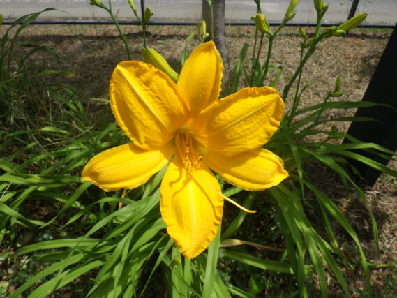 ヘメロカリス、カートホイールズの花