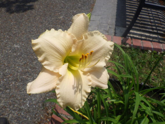 ヘメロカリス、ララバイベイビーの花