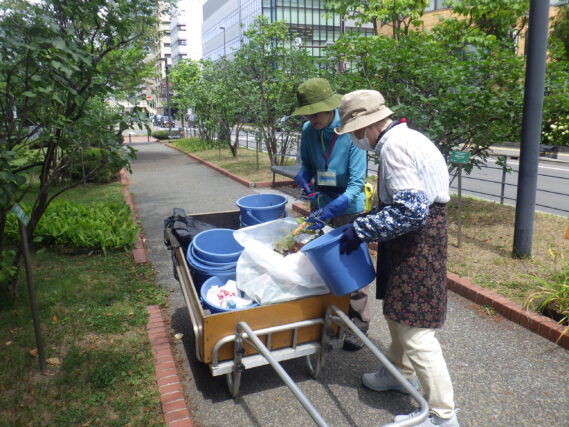 ヘメロカリスの花がら摘みをする花くらぶ