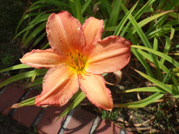 ヘメロカリス「ジャスパーデビル」の花