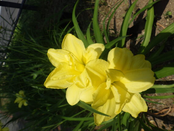 7月10日に咲いていたヘメロカリスのダブルキューティーの花
