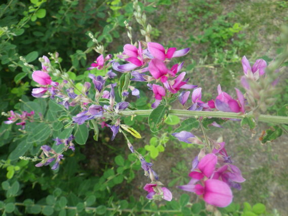 「ひと足早く「ハギ」の花」の画像