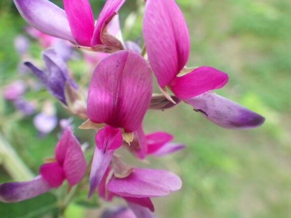 ハギの花のアップの画像