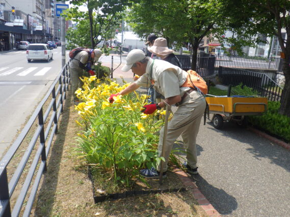 7月17日にヘメロカリスの花柄摘みをするお助け隊