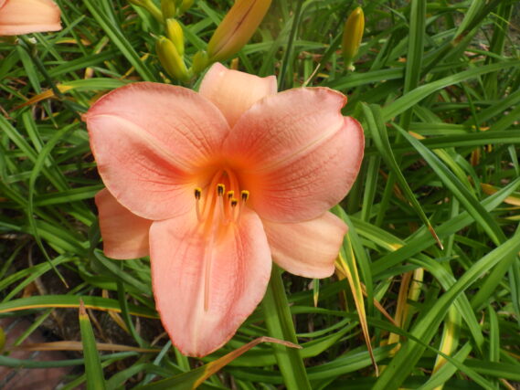 ヘメロカリス、オーチャードスプライトの花