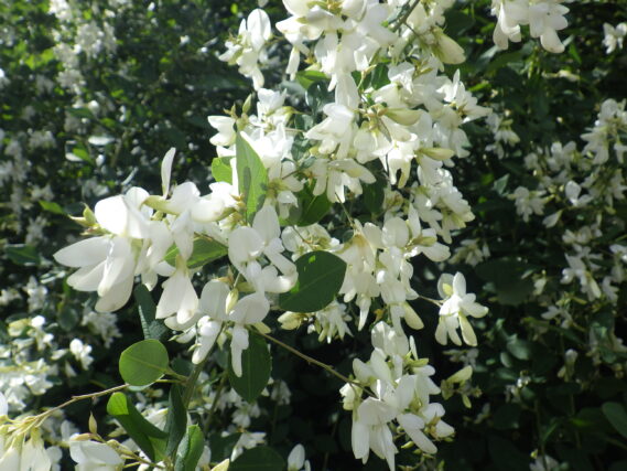 昨年のハギの花の様子