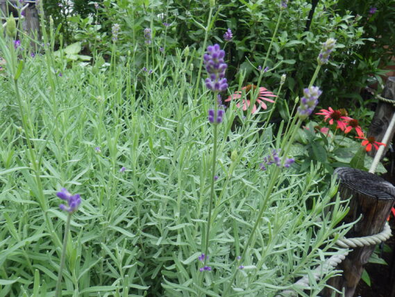 ラベンダーの花が咲いている様子