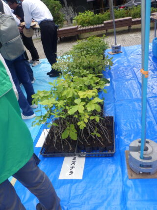 用意された苗木