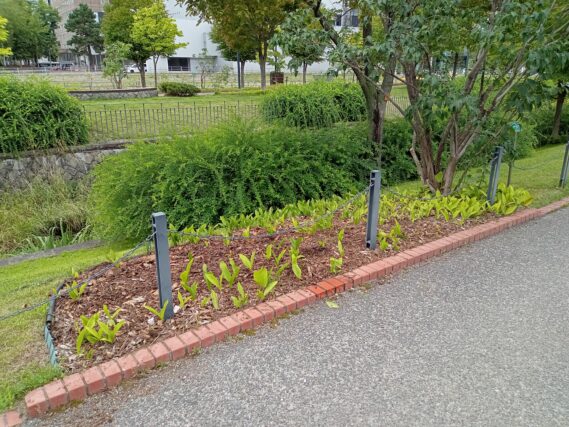 除草が終わって綺麗になったスズラン花壇