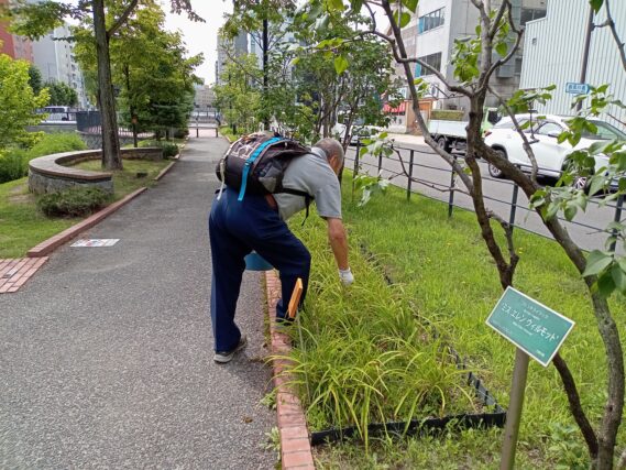 8月20日にヘメロカリスの茎刈りの作業をする植物ボランティア