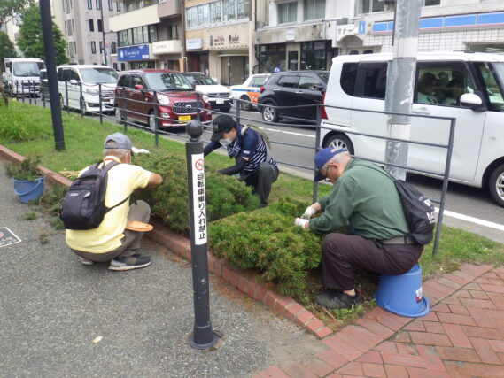 8月6日にモンタナマツの剪定をする植物ボランティア