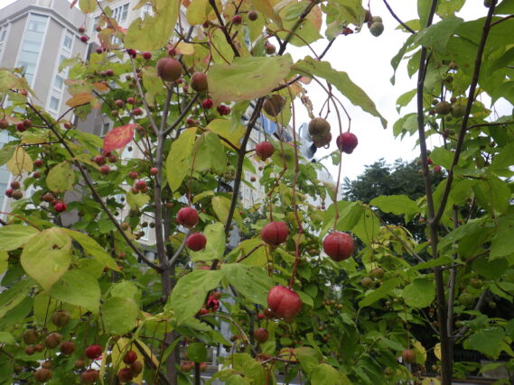 ツリバナの実が赤くなっている様子