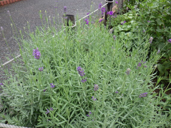 花と蕾がたくさんついているラベンダー