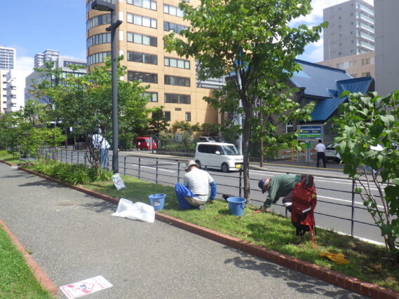 8月30日に北2条で芝生の除草作業をする除草ボランティア