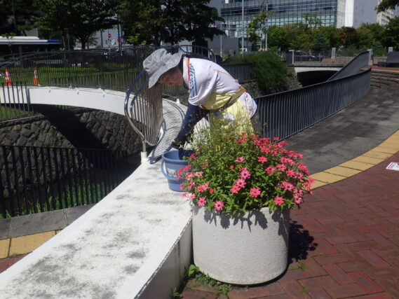 8月29日にまんなか広場のコンテナ花壇のお手入れをする花くらぶ