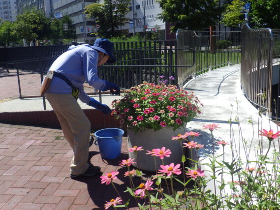 8月29日にまんなか広場のコンテナ花壇のお手入れをする花くらぶ