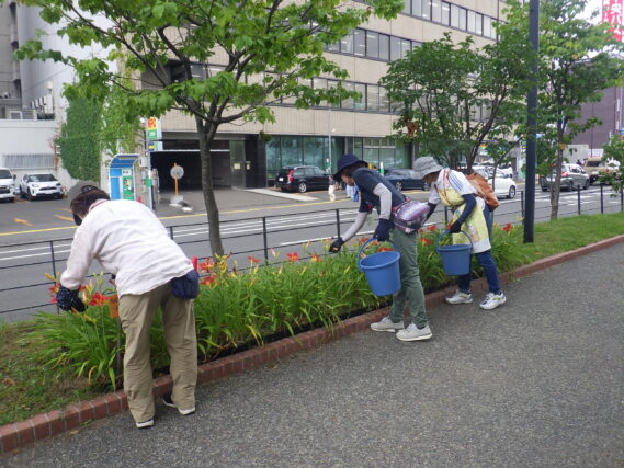 8月8日にヘメロカリスの花がら摘みをする花くらぶ