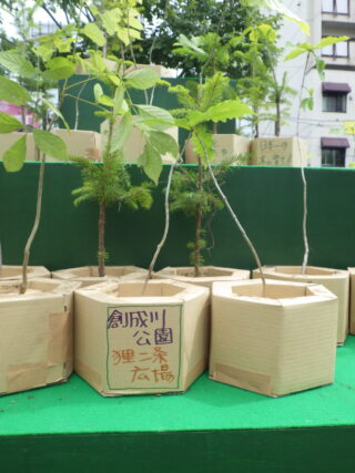 水源の森づくりに参加して作ったカミネッコンの苗木