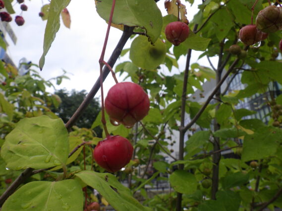 ツリバナの赤くなった実