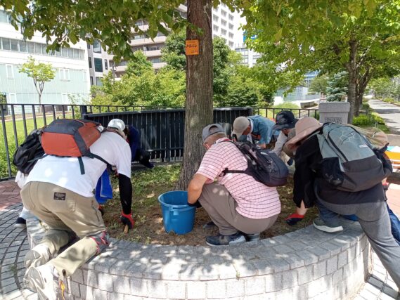 8月7日に円形ますの除草をするお助け隊