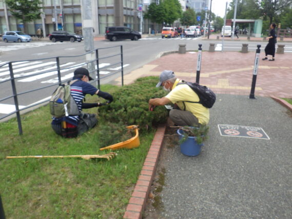 8月6日にモンタナマツの剪定をする植物ボランティア