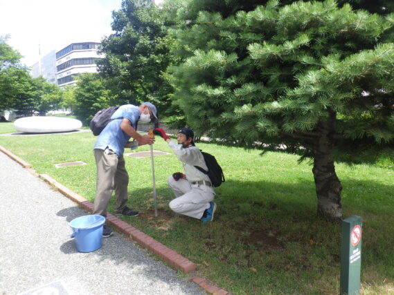 7月31日にコンコロールモミの樹名板付けをするお助け隊