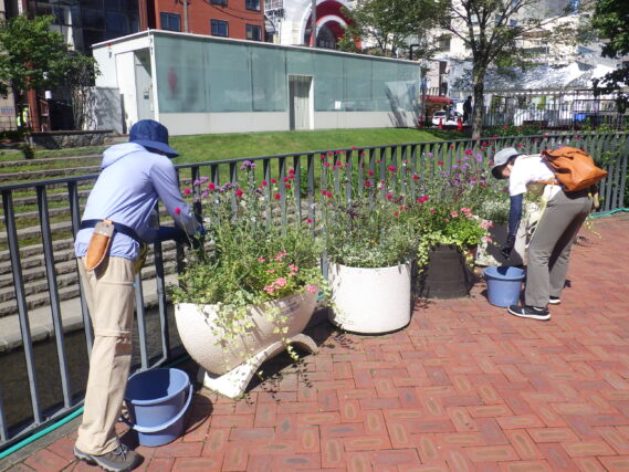 8月29日に狸二条広場のコンテナ花壇のお手入れをする花くらぶ