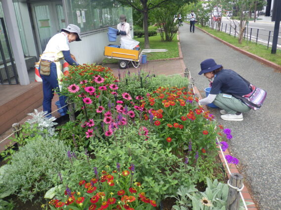 8月8日に花壇のお手入れをする花くらぶ
