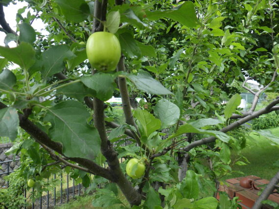 リンゴの実がなっている様子