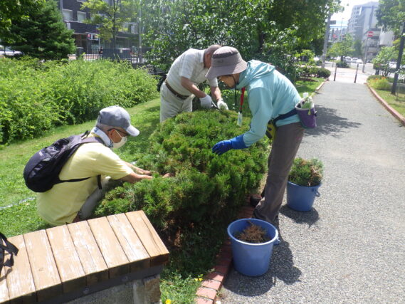 7月30日にモンタナマツの剪定をする植物ボランティア