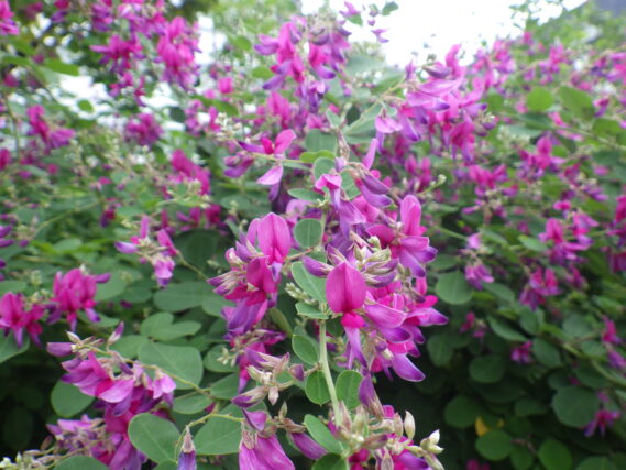 昨年のハギの花の様子