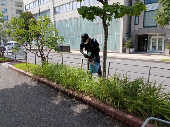 8月20日にヘメロカリスの茎刈りの作業をする植物ボランティア