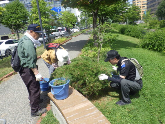 7月30日にモンタナマツの剪定をする植物ボランティア