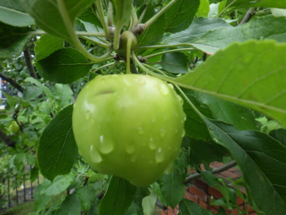 まだ赤くなっていないリンゴの実