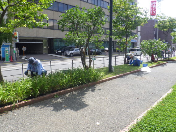 8月30日に北2条で芝生の除草作業をする除草ボランティア