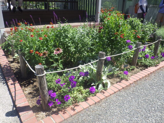 花壇の様子