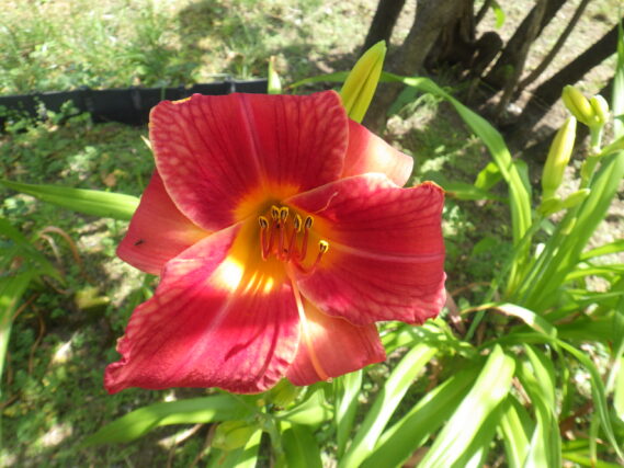 ヘメロカリスのジェイの花