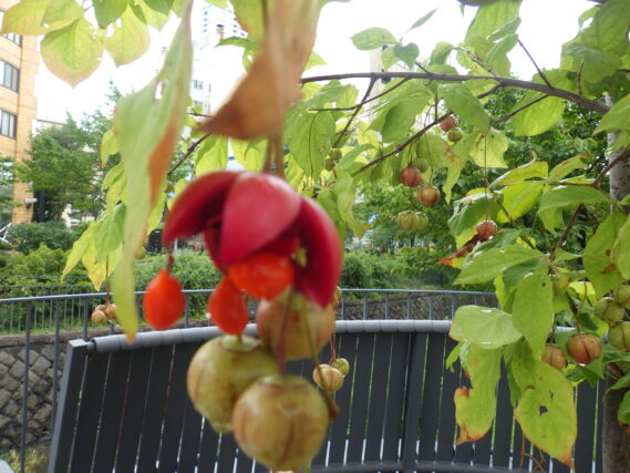 ツリバナの実がはじけた様子