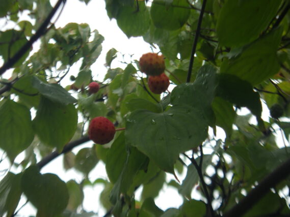 ヤマボウシの実が赤くなった様子