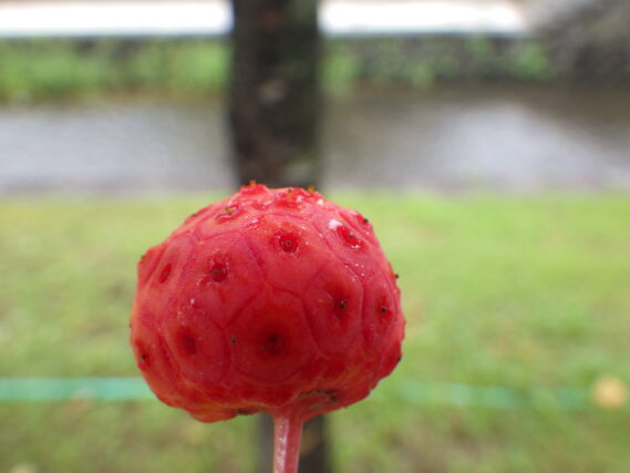 赤くなったヤマボウシの実