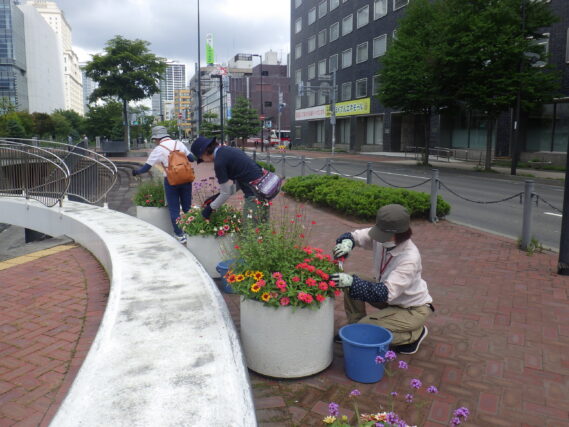 8月8日にまんなか広場コンテナのお手入れをする花くらぶ