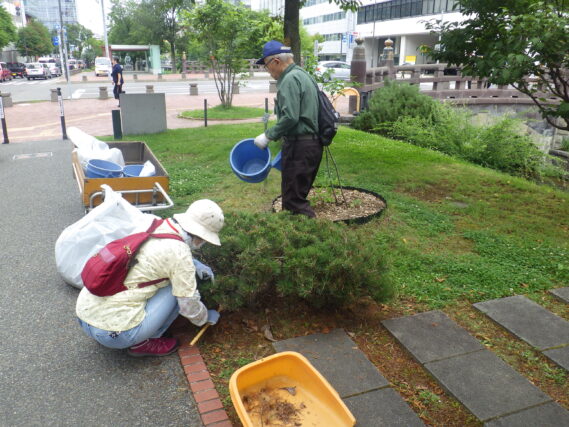 8月6日にモンタナマツの剪定をする植物ボランティア