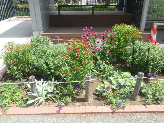 花壇の花が咲く様子