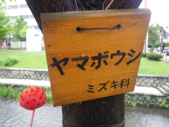 「公園の赤い実」の画像